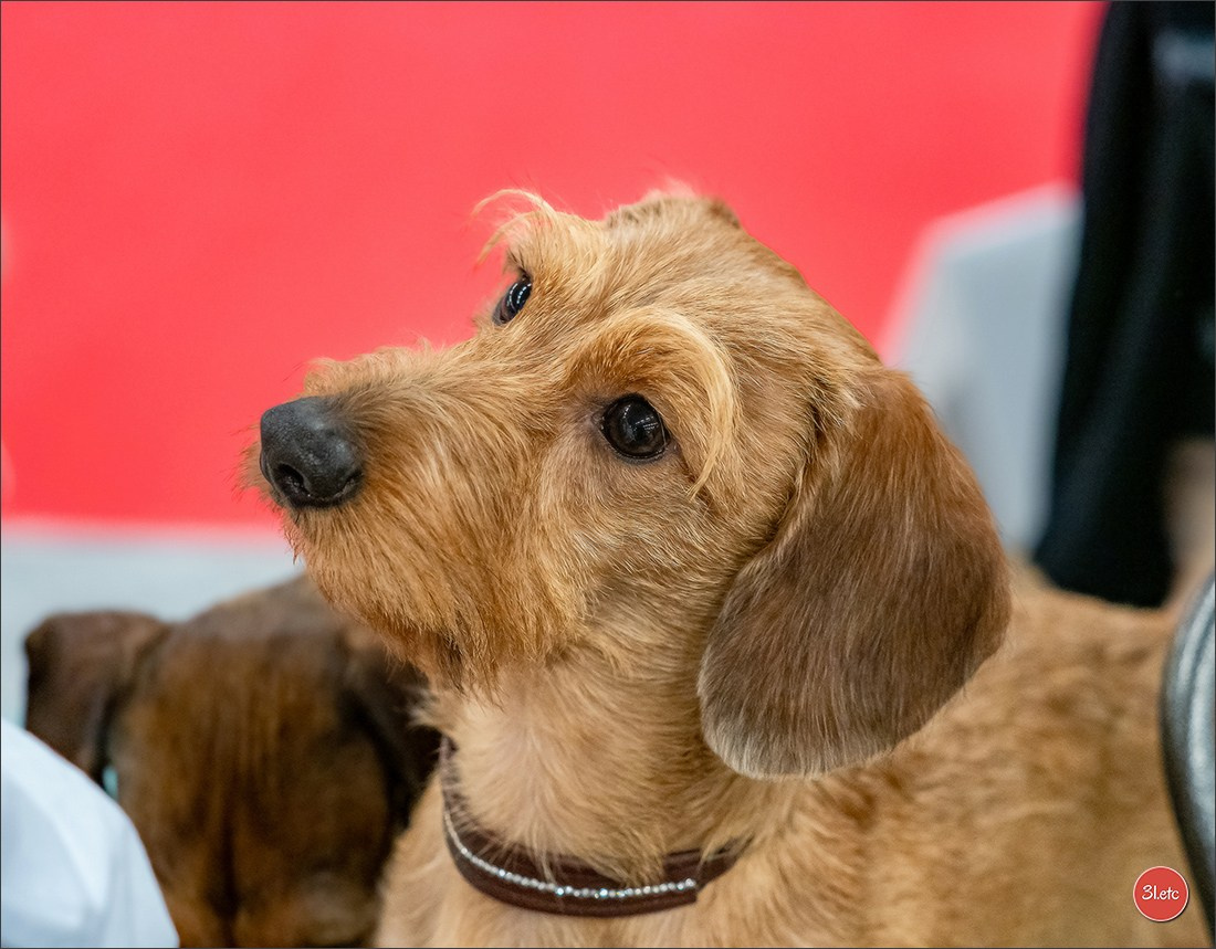 PDS  🇫🇷  Paris Dog Show  🇫🇷  Expo canine  10-11/01/2026. Photographe à Strasbourg | Portraits, Studio, Enfants, Événements
