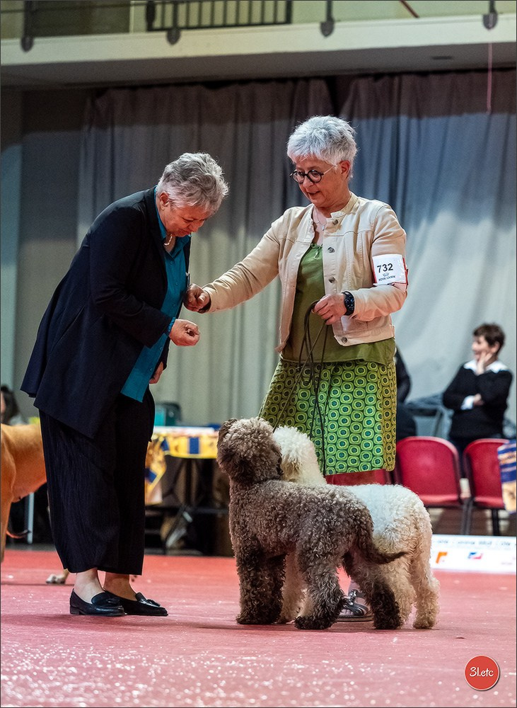 Expo canine 🇫🇷 Martigues  19-20/04/2025. Photographe à Strasbourg | Portraits, Studio, Enfants, Événements