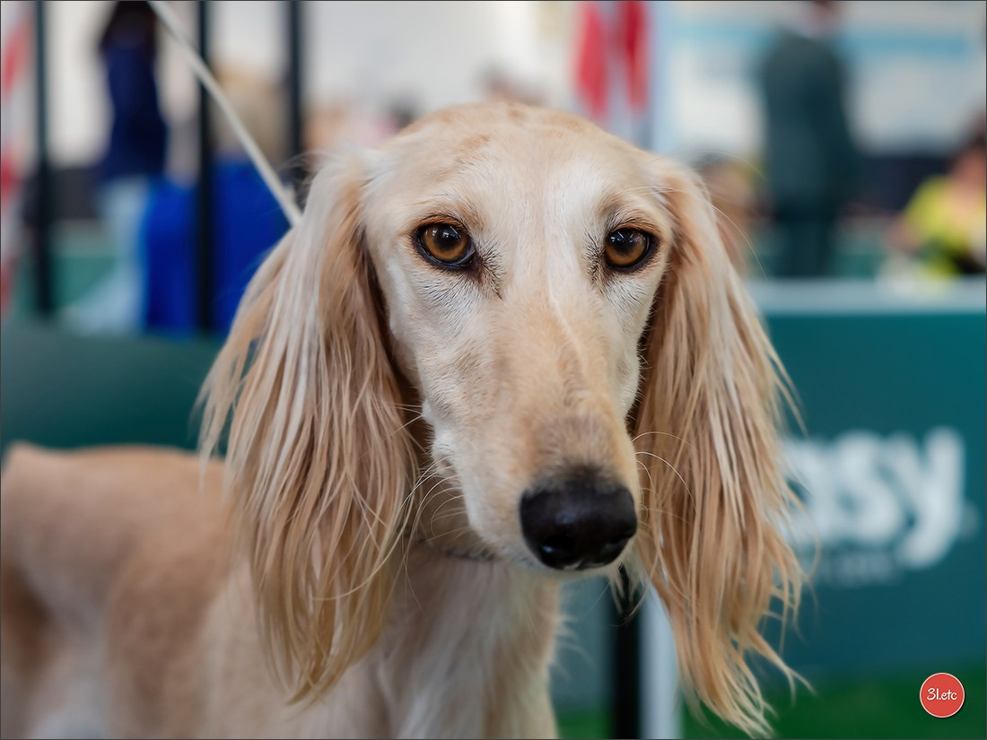 Dog Show  🇮🇹  San Marino. Photographe à Strasbourg | Portraits, Studio, Enfants, Événements