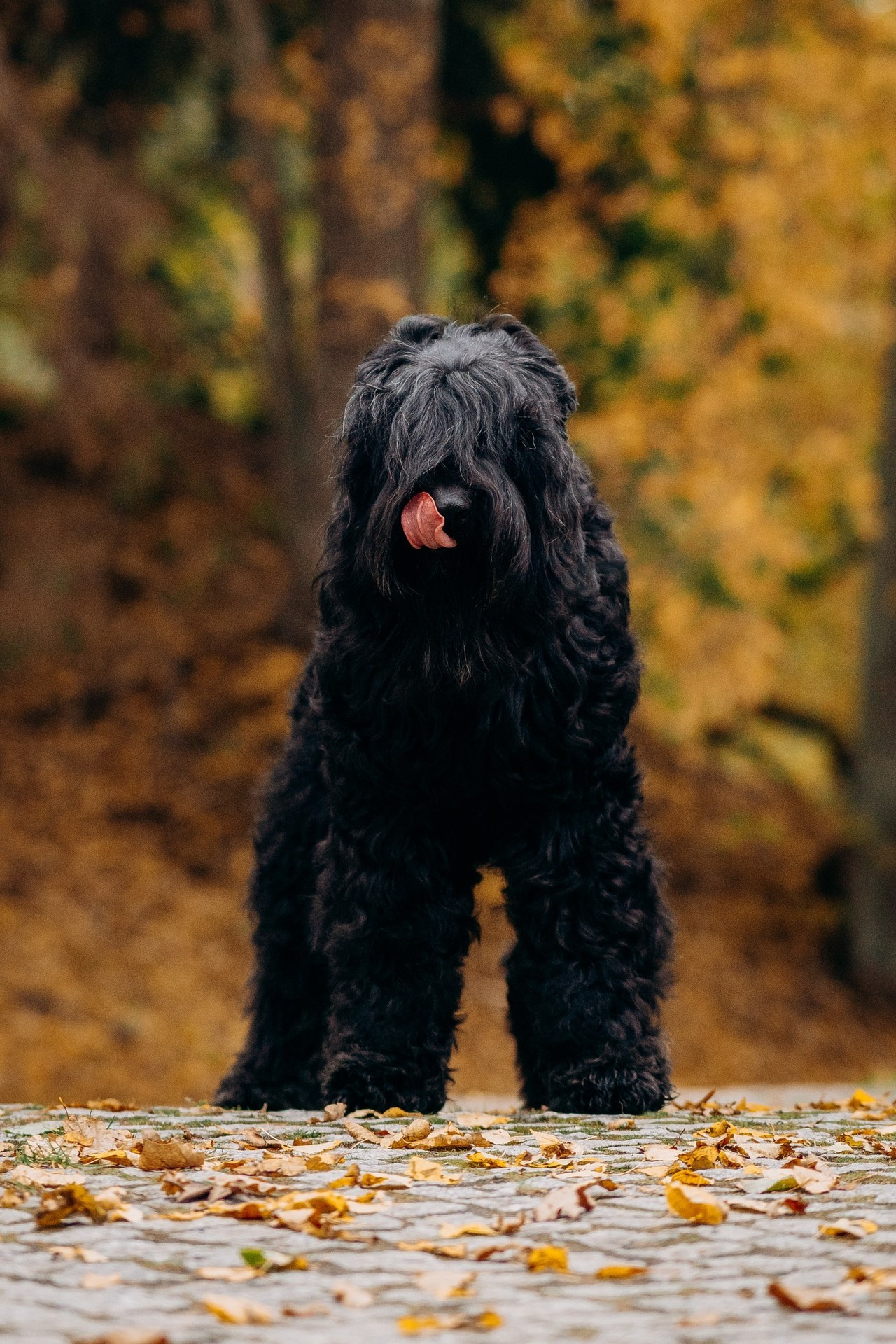 Testimonials. Kat Laisaar — Pet photographer in Tallinn