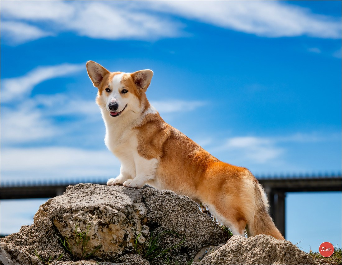 Expo canine 🇫🇷 Martigues  19-20/04/2025. Photographe à Strasbourg | Portraits, Studio, Enfants, Événements