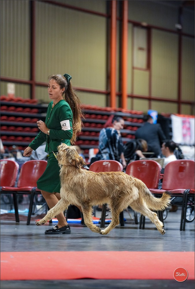 Expo canine 🇫🇷 Martigues 18-19/04/2026