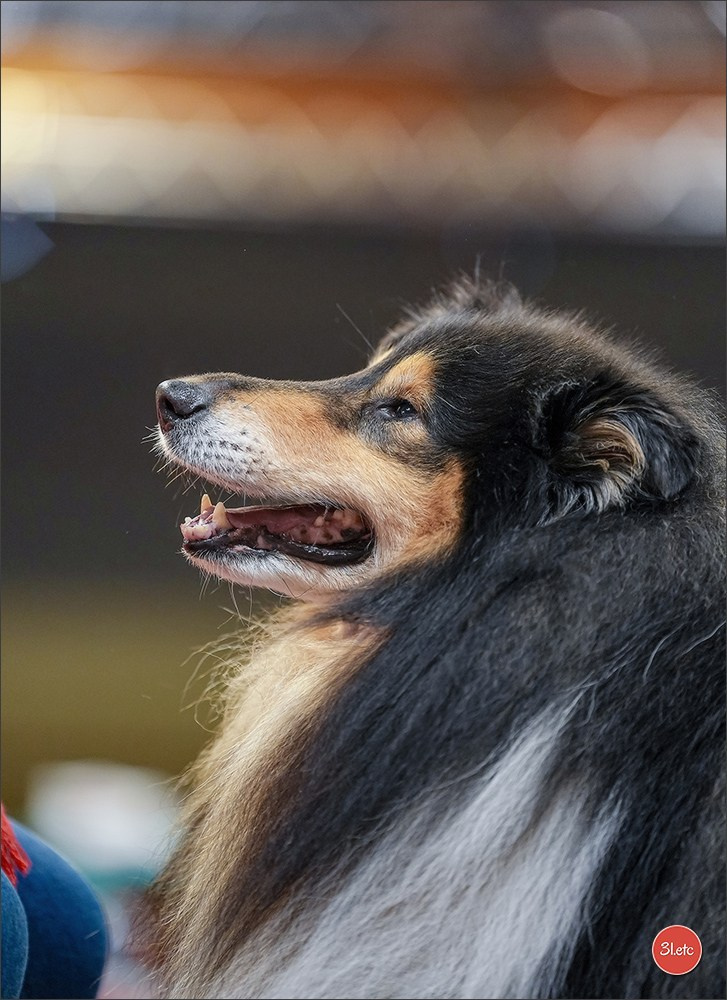 Expo canine 🇫🇷 Martigues 18-19/04/2026