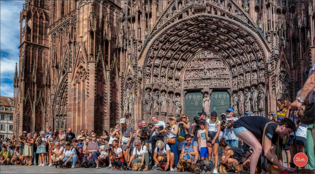 Teckels Parade Strasbourgeoise  Vous pouvez voir le galerie de photos. Photographe à Strasbourg | Portraits, Studio, Enfants, Événements