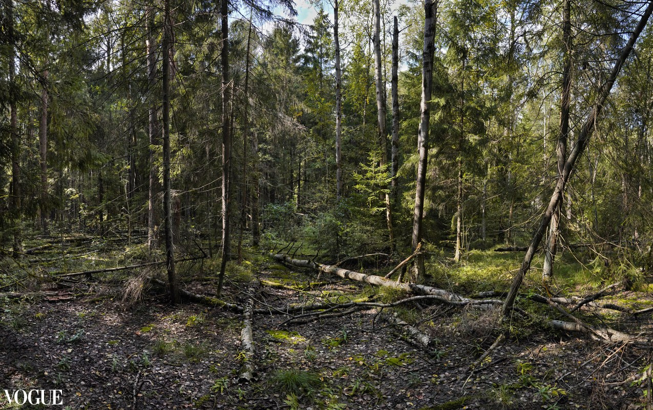 Сказка подмосковного леса. Суть фотографии в стиле изобразительного искусства