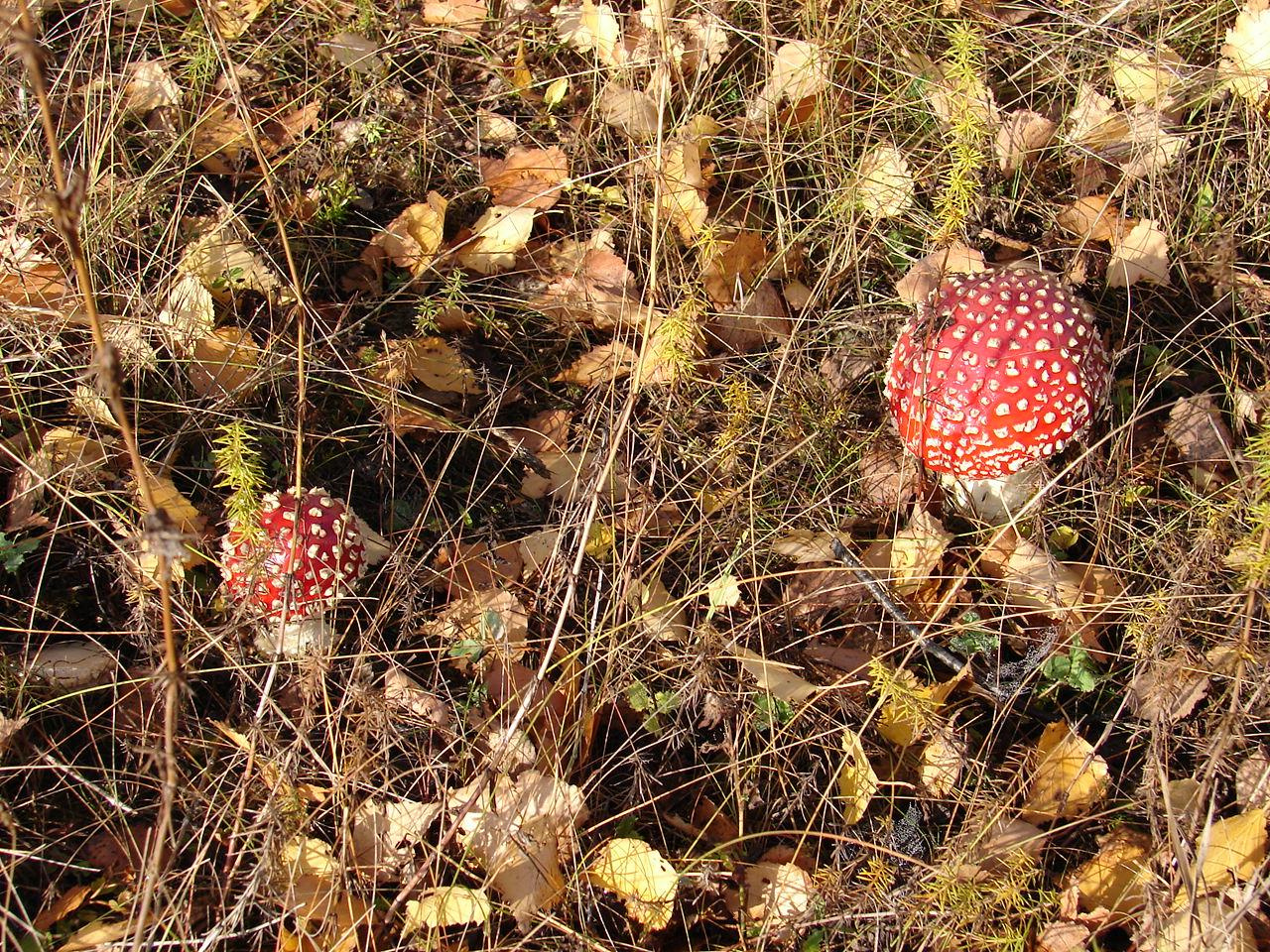 Праздник урожая, Мценск