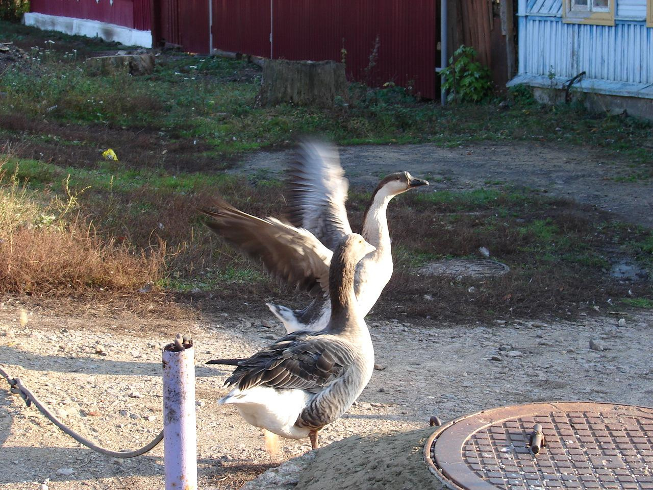 Праздник урожая, Мценск
