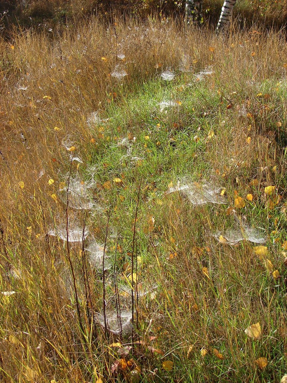 Праздник урожая, Мценск