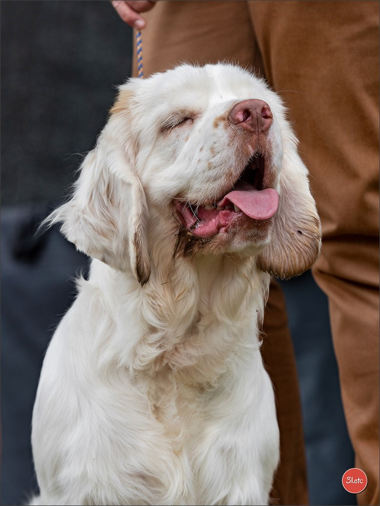 Expo canine Chartres  🇫🇷  15/06/2025. Photographe à Strasbourg | Portraits, Studio, Enfants, Événements