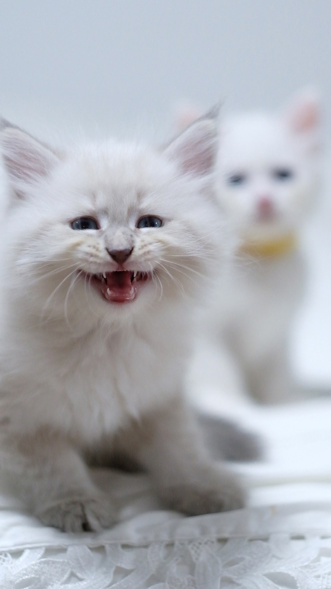 N-Altair. SIBERIALIS: Katzenzucht von Sibirischen und Neva Masquarade Katzen
