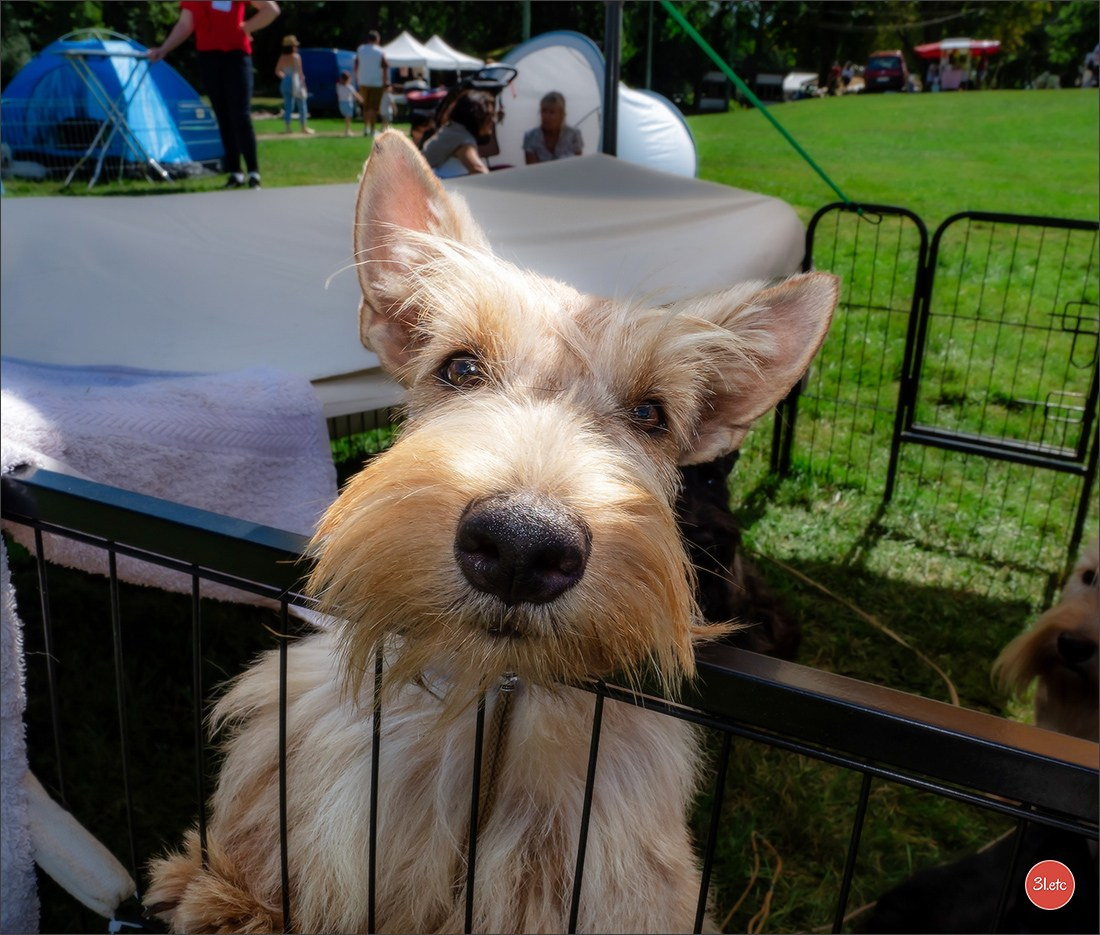 🇫🇷 Romorantin - Exposition Canine Nationale. Photographe à Strasbourg | Portraits, Studio, Enfants, Événements