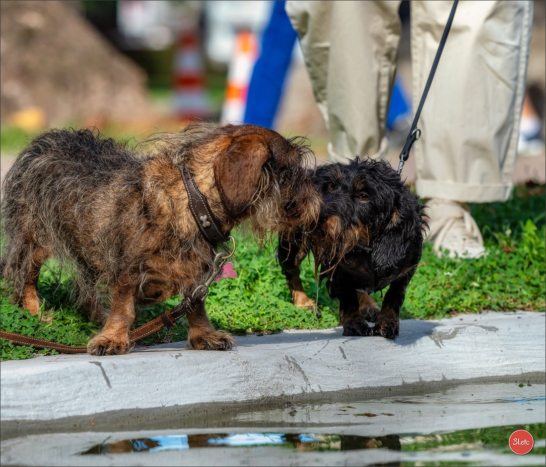 Teckels Parade Strasbourgeoise  Vous pouvez voir le galerie de photos. Photographe à Strasbourg | Portraits, Studio, Enfants, Événements