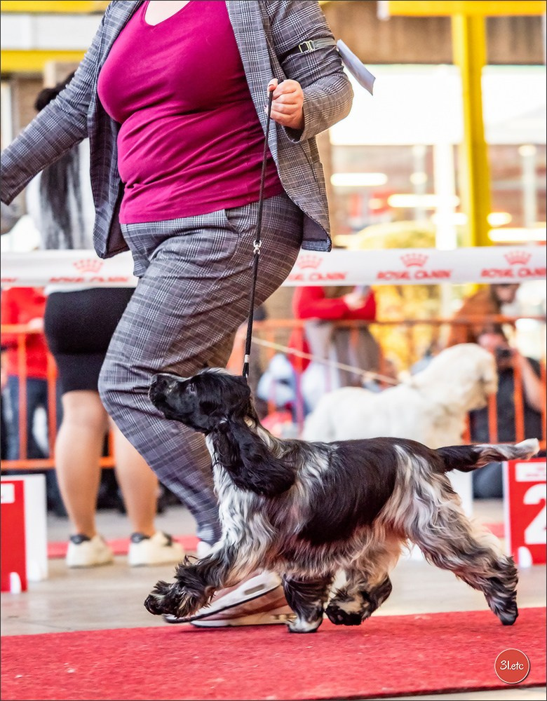 À l'exposition de Mouscron 🇧🇪 #dogshow #dogsphotography #expocanine #photopets #pets #dogs #aminalier #animals #mouscron #mouscron2025. Photographe à Strasbourg | Portraits, Studio, Enfants, Événements