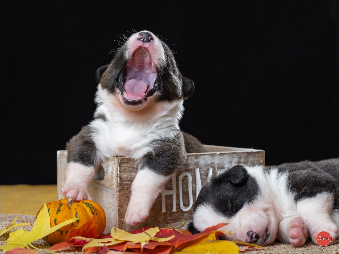 Photographie animalière. Photographe à Strasbourg | Portraits, Studio, Enfants, Événements