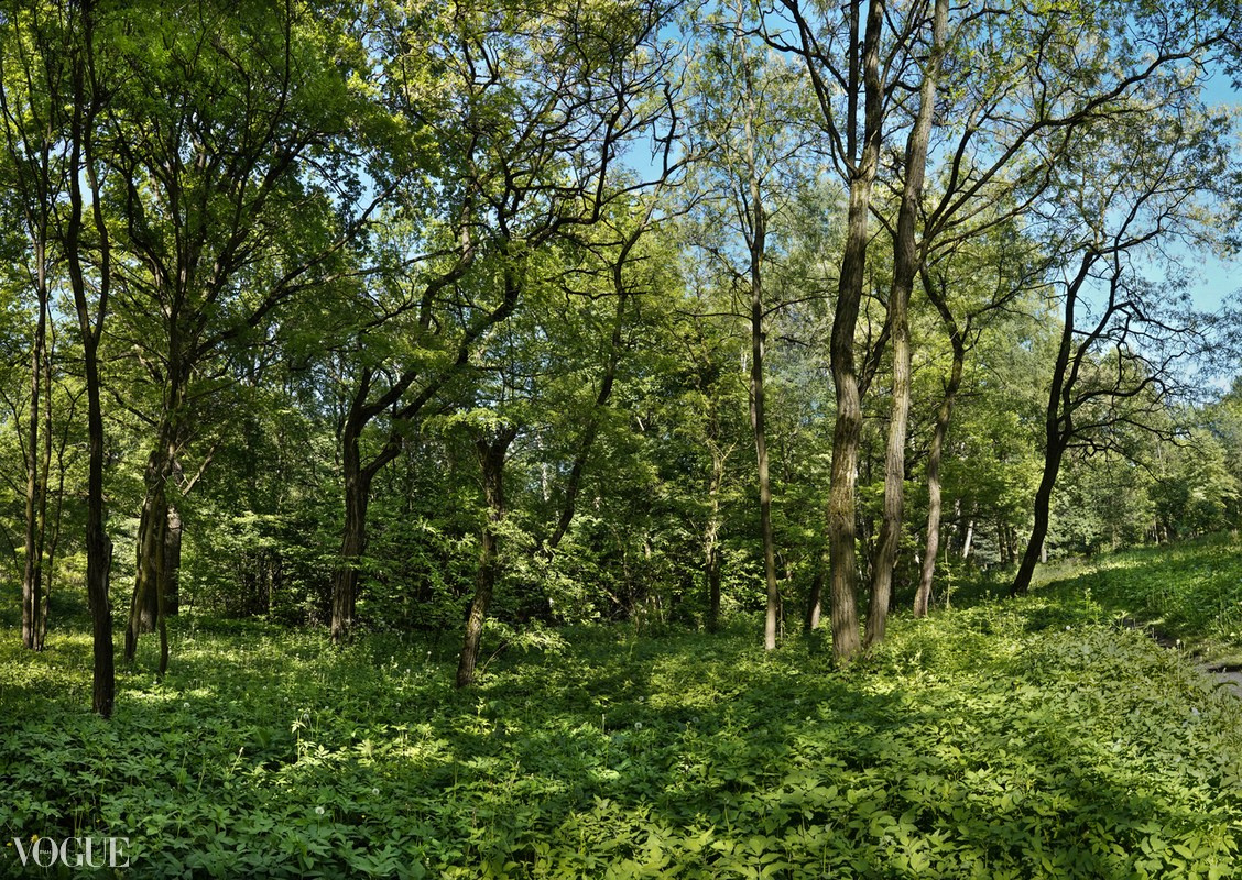 Сказка подмосковного леса. Суть фотографии в стиле изобразительного искусства