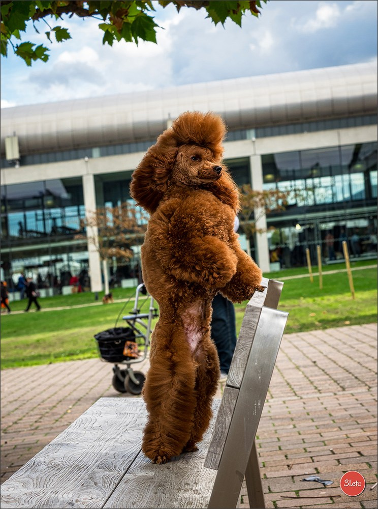 Dog Show in Karlsruhe 2023/11/11. Photographe à Strasbourg | Portraits, Studio, Enfants, Événements