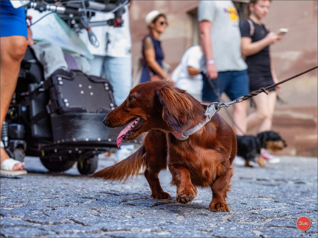 Teckels Parade Strasbourgeoise  Vous pouvez voir le galerie de photos. Photographe à Strasbourg | Portraits, Studio, Enfants, Événements