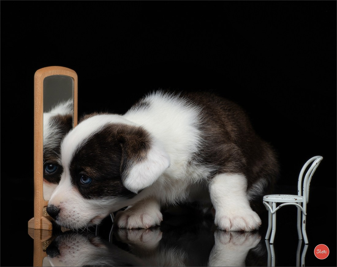 Photographie animalière. Photographe à Strasbourg | Portraits, Studio, Enfants, Événements
