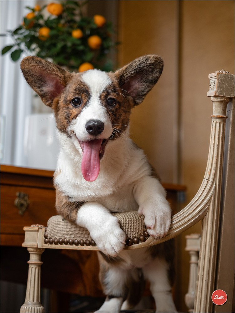 Photographie animalière. Photographe à Strasbourg | Portraits, Studio, Enfants, Événements