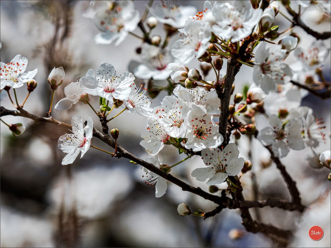 Spring came to Strasbourg in late February. Photographe à Strasbourg | Portraits, Studio, Enfants, Événements