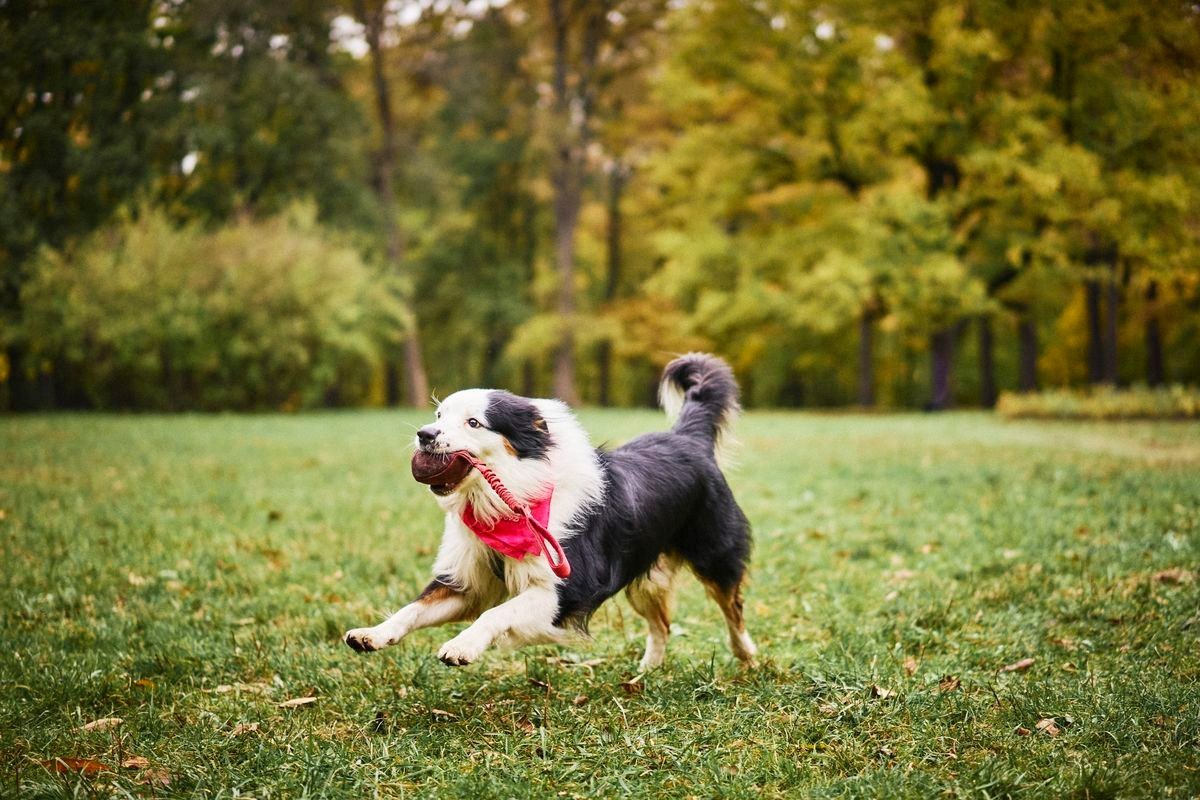 Arch. Vutitsa