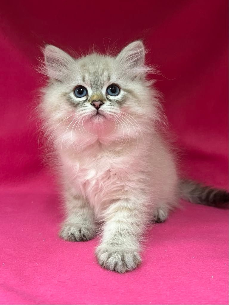 2 months old, Seal Lynx Point