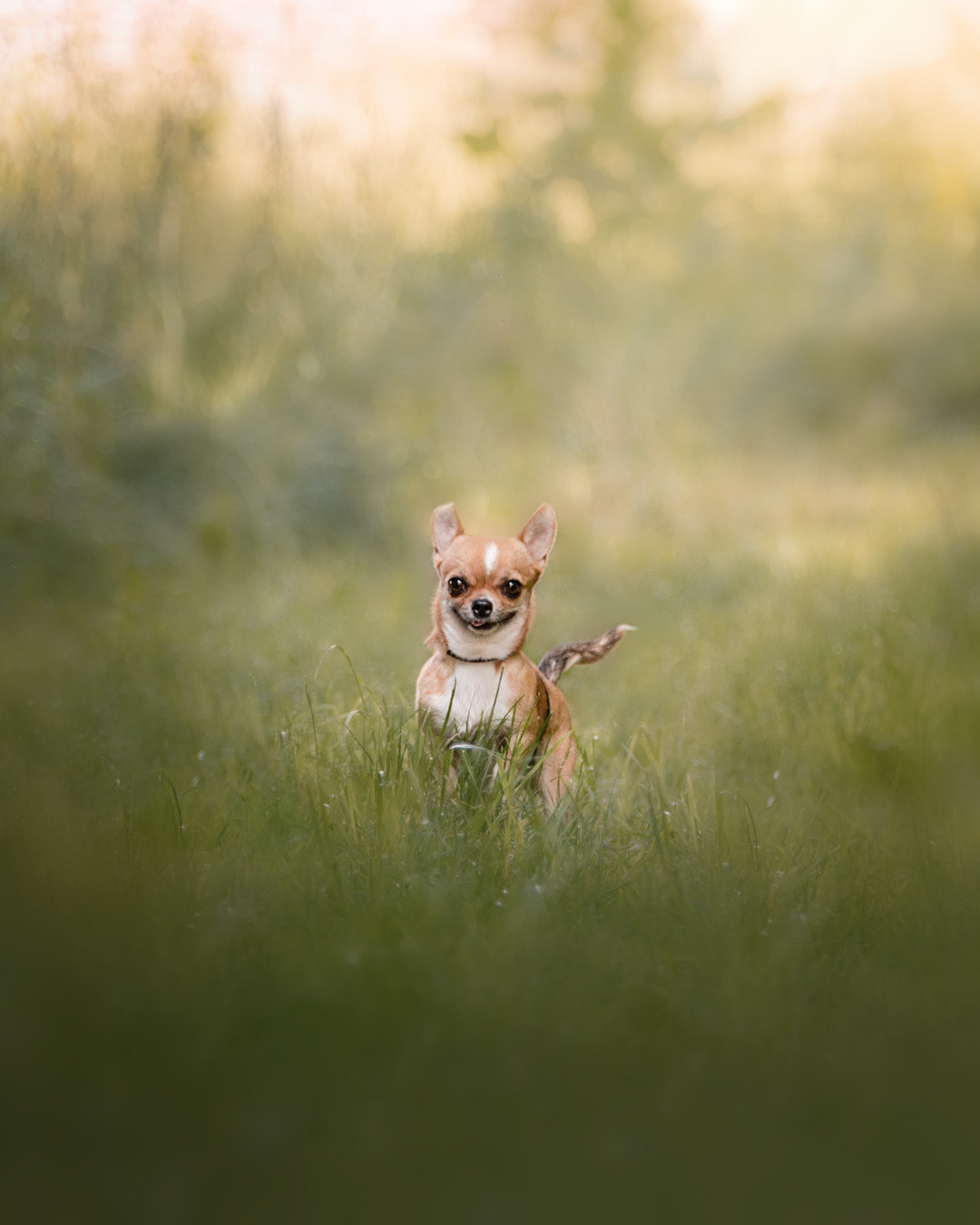 Frühling. Tierfotografie und Familienfotografie in der Hallertau