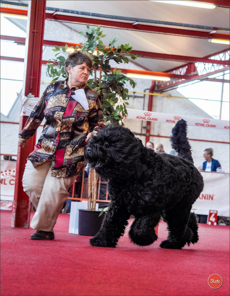 À l'exposition de Mouscron 🇧🇪 #dogshow #dogsphotography #expocanine #photopets #pets #dogs #aminalier #animals #mouscron #mouscron2025. Photographe à Strasbourg | Portraits, Studio, Enfants, Événements