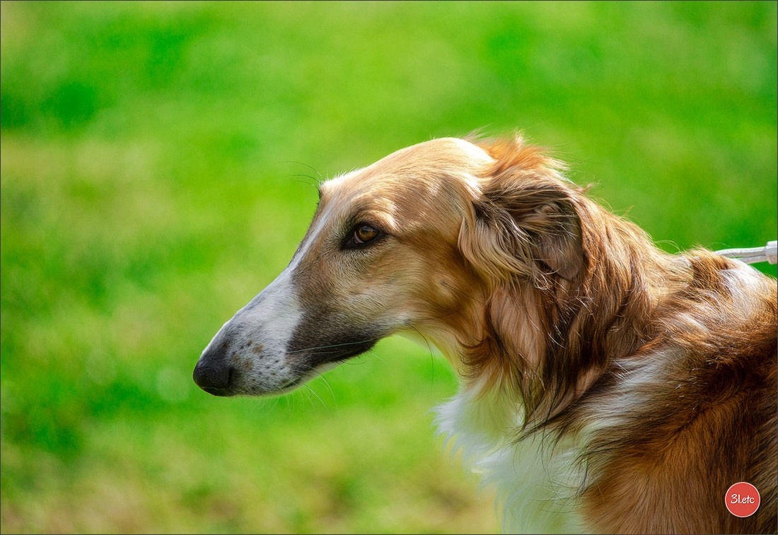 Dog Show Rieden 🇩🇪 16-18/05/2025. Photographe à Strasbourg | Portraits, Studio, Enfants, Événements