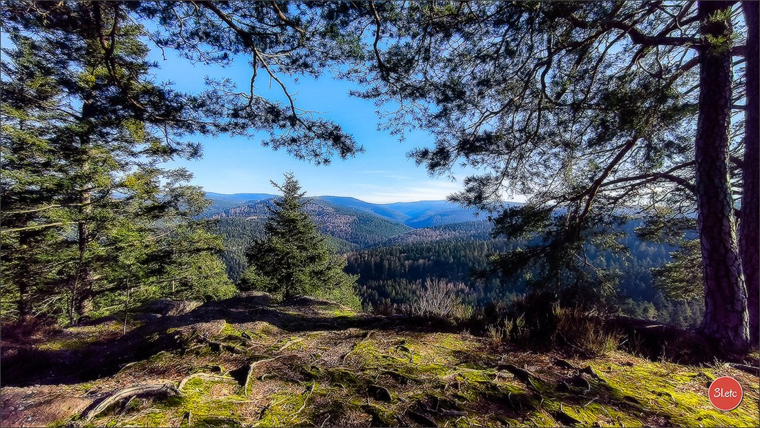 Une forêt, un rocher et un cimetière gallo-romain. Photographe à Strasbourg | Portraits, Studio, Enfants, Événements