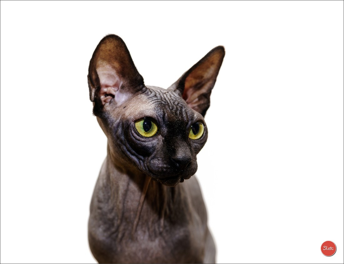 Photographie animalière. Photographe à Strasbourg | Portraits, Studio, Enfants, Événements