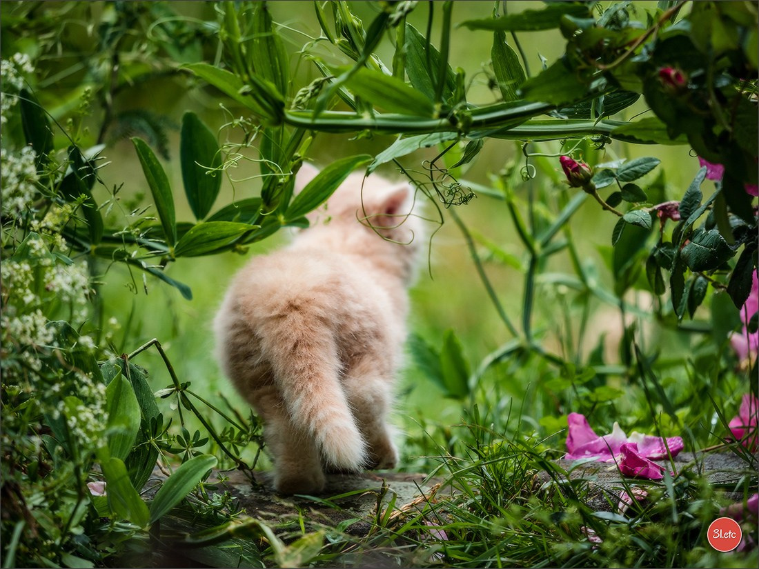 Photographie animalière. Photographe à Strasbourg | Portraits, Studio, Enfants, Événements