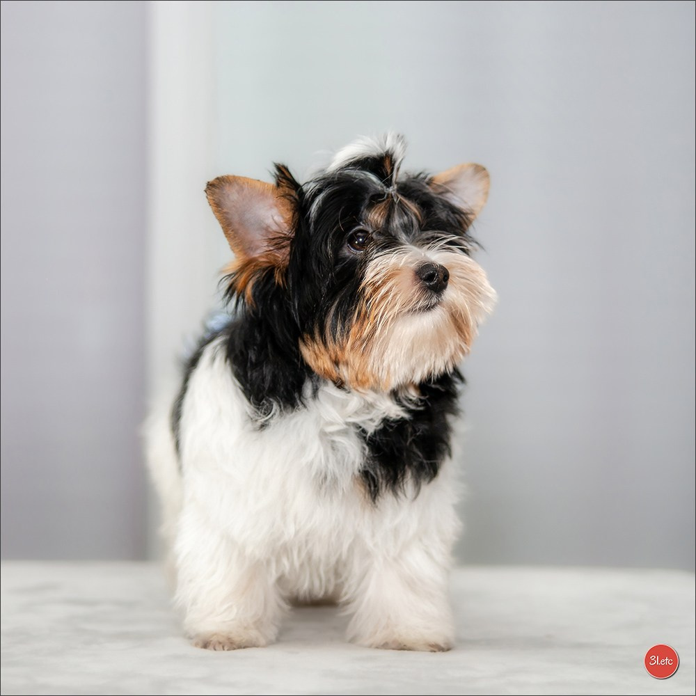 Yorkshire terrier biewer. Photographe à Strasbourg | Portraits, Studio, Enfants, Événements