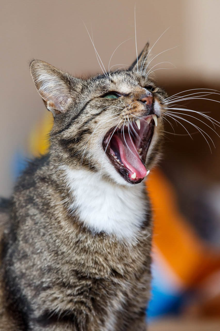 Profesionalna fotografija portreta mačke u spontanoj pozi zevanja.