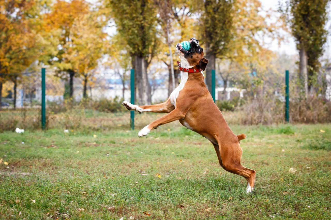 Bokser pas u akrobatskom skoku na loptu u jesenjem danu – akcijski portret ljubimca.