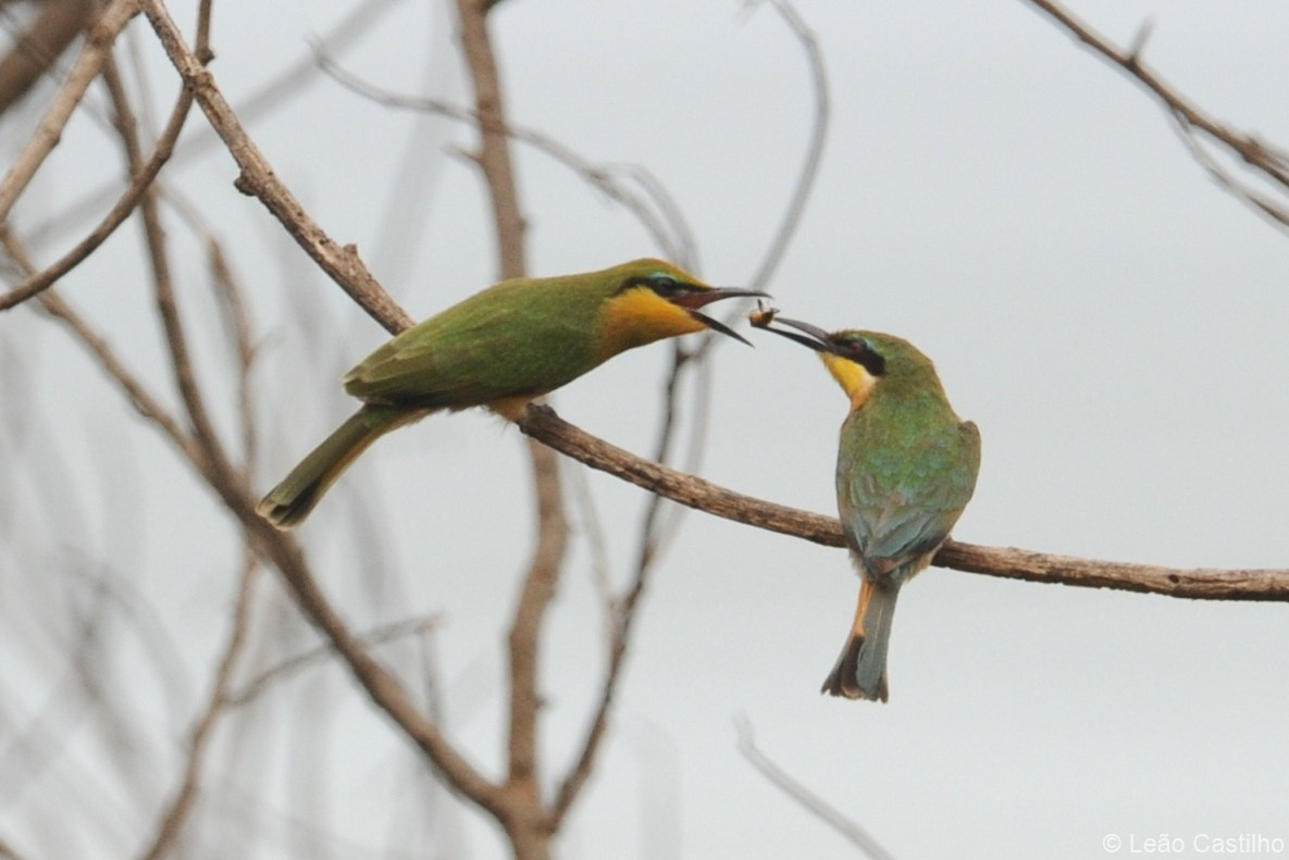 Photos of animals. Simbahalu