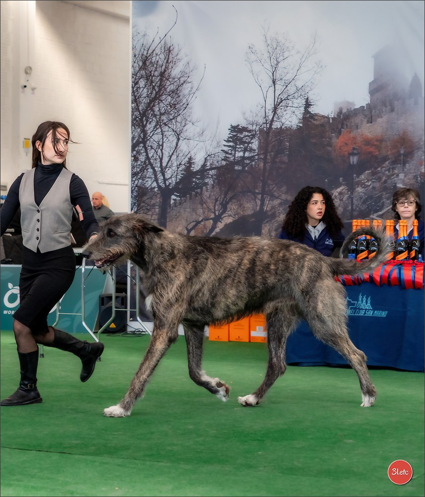 Dog Show  🇮🇹  San Marino. Photographe à Strasbourg | Portraits, Studio, Enfants, Événements