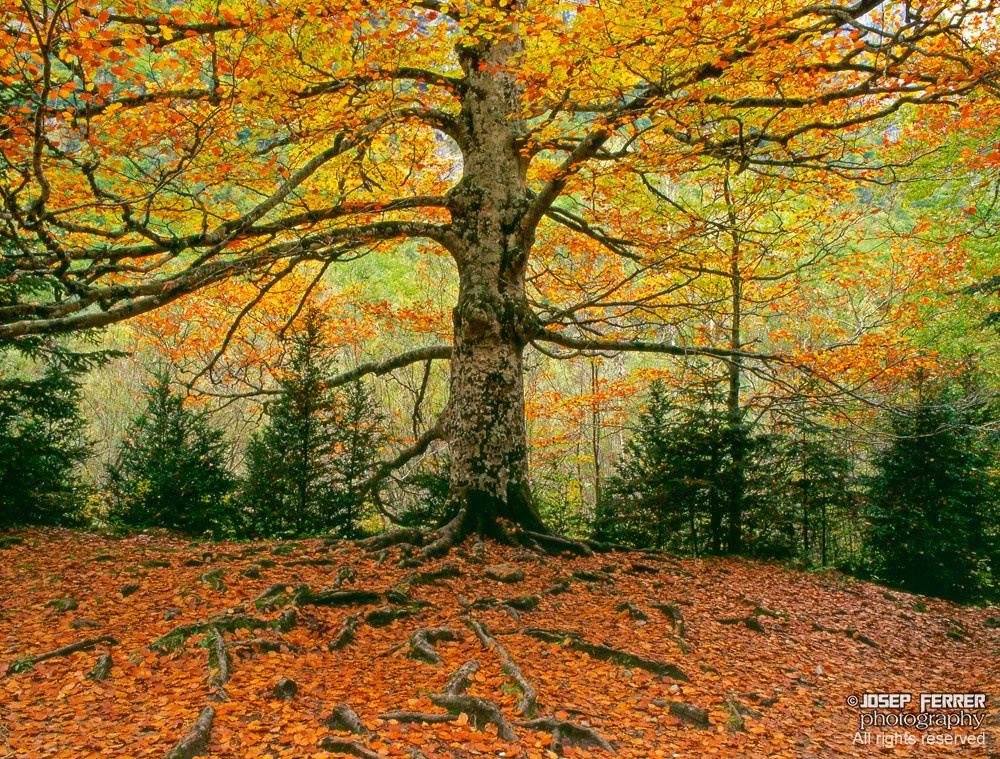 Beech tree at fall, Pyrenees