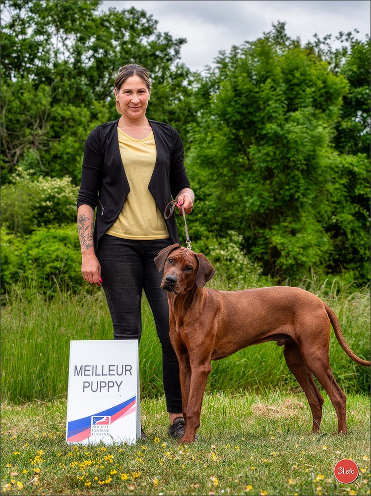 R.E. Rhodesian Ridgeback - Belleau (54) Expo canine Nancy  🇫🇷  24/05/2025. Photographe à Strasbourg | Portraits, Studio, Enfants, Événements