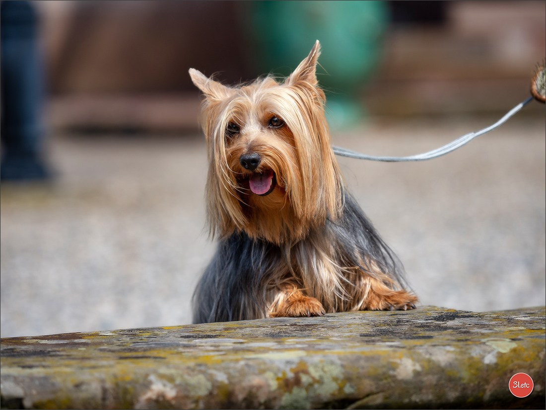 Expo canine Strasbourg  🇫🇷  23-24/08/2025. Photographe à Strasbourg | Portraits, Studio, Enfants, Événements
