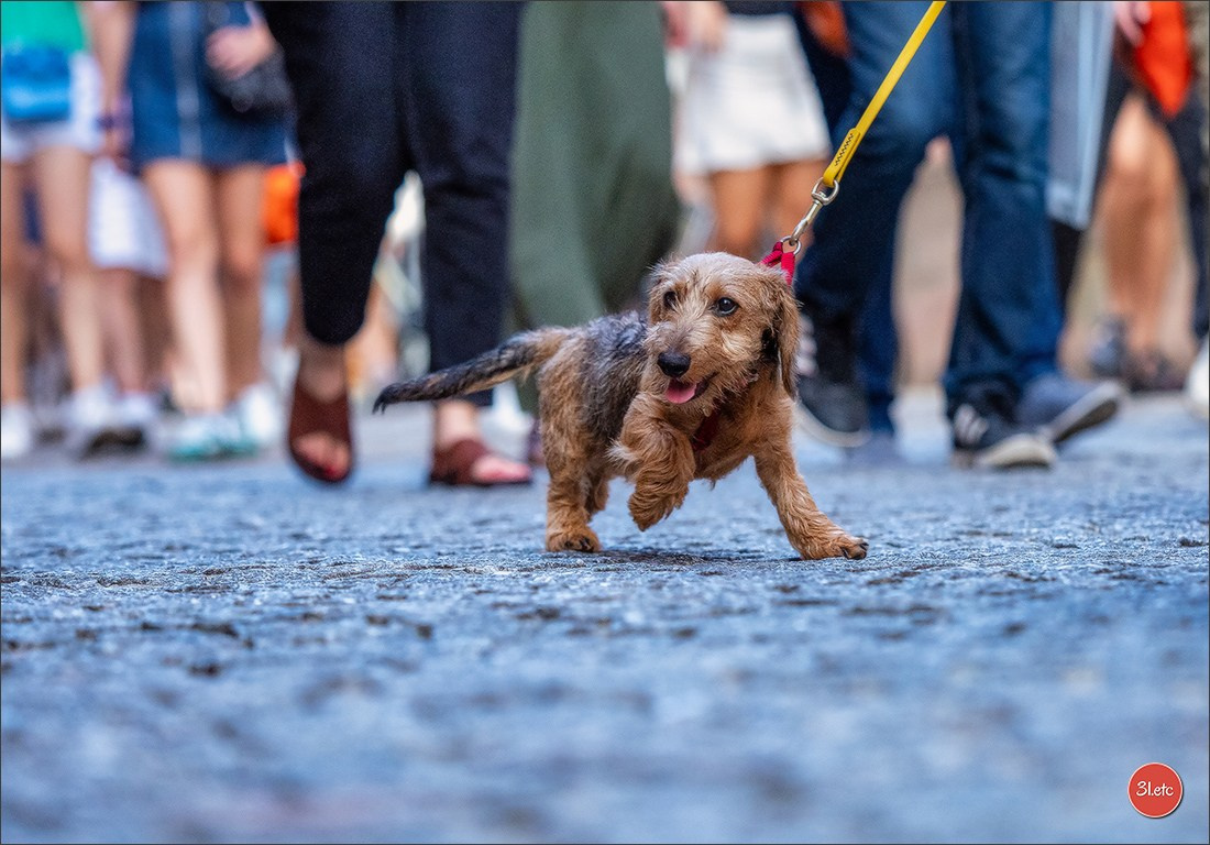 Teckels Parade Strasbourgeoise  Vous pouvez voir le galerie de photos. Photographe à Strasbourg | Portraits, Studio, Enfants, Événements