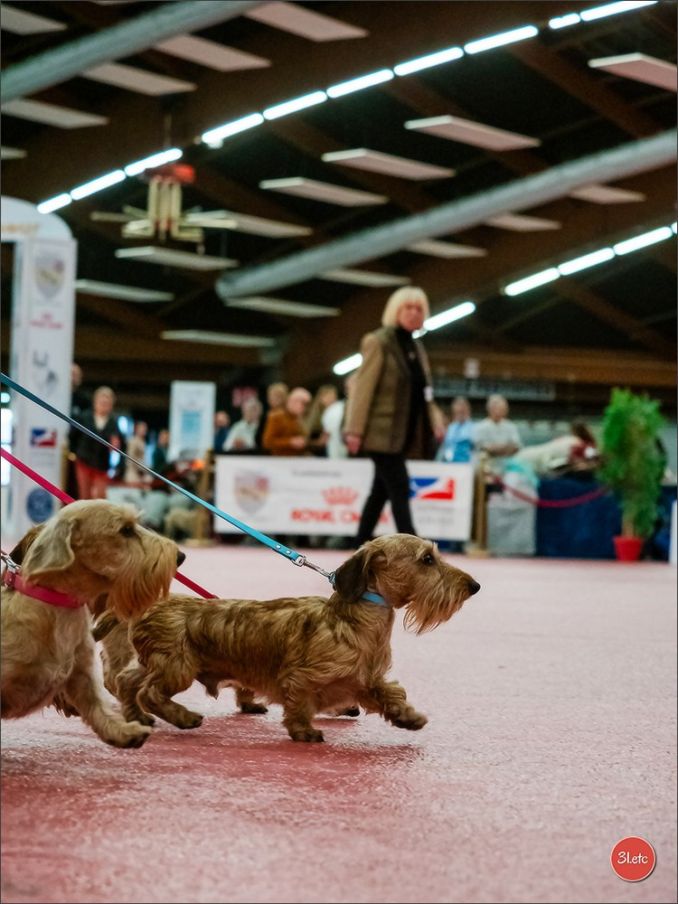 🇫🇷Exposition Canine Internationale de Perpignan. Photographe à Strasbourg | Portraits, Studio, Enfants, Événements