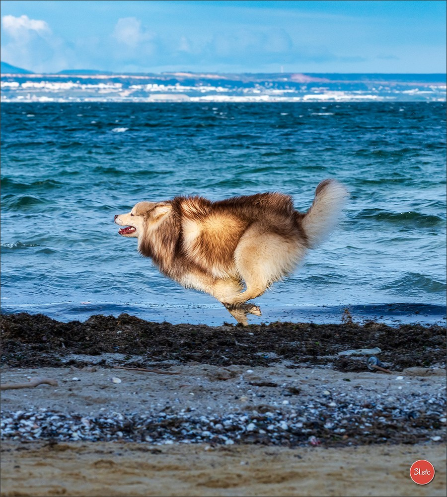 Expo canine 🇫🇷 Martigues  19-20/04/2025. Photographe à Strasbourg | Portraits, Studio, Enfants, Événements