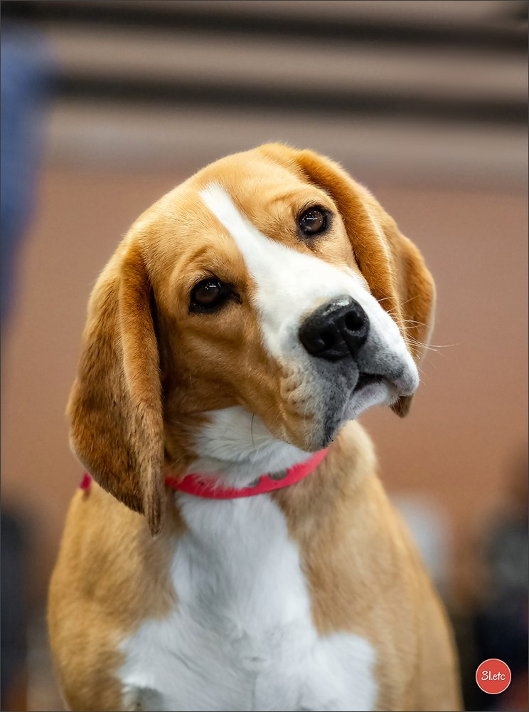 Expo canine 🇫🇷 Angers 22-23/03/2025. Photographe à Strasbourg | Portraits, Studio, Enfants, Événements