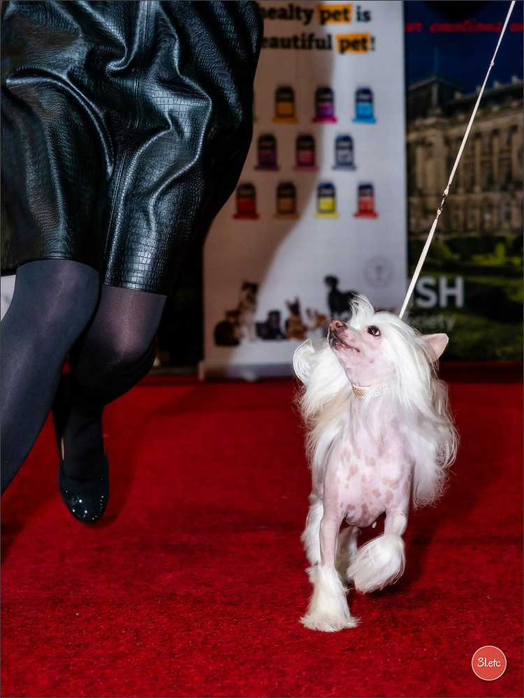 14-15.12.2024 Brussels Dog Show 🇧🇪. Photographe à Strasbourg | Portraits, Studio, Enfants, Événements