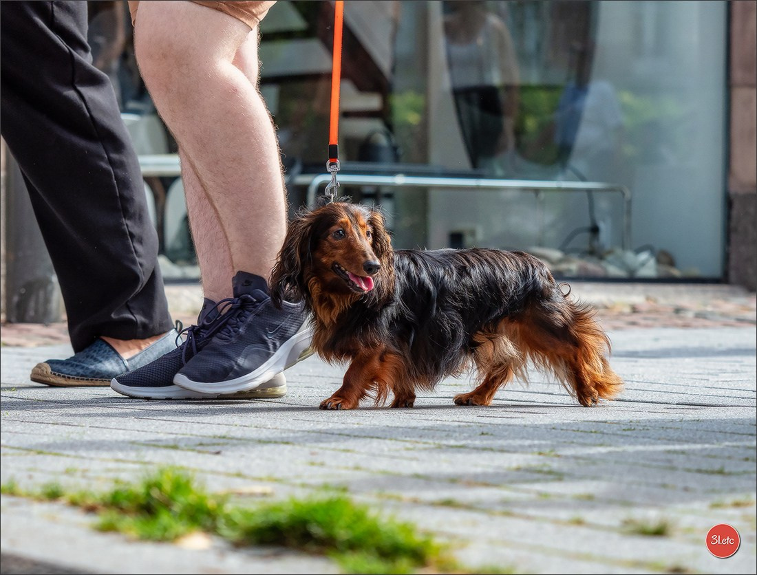 Teckels Parade Strasbourgeoise  Vous pouvez voir le galerie de photos. Photographe à Strasbourg | Portraits, Studio, Enfants, Événements