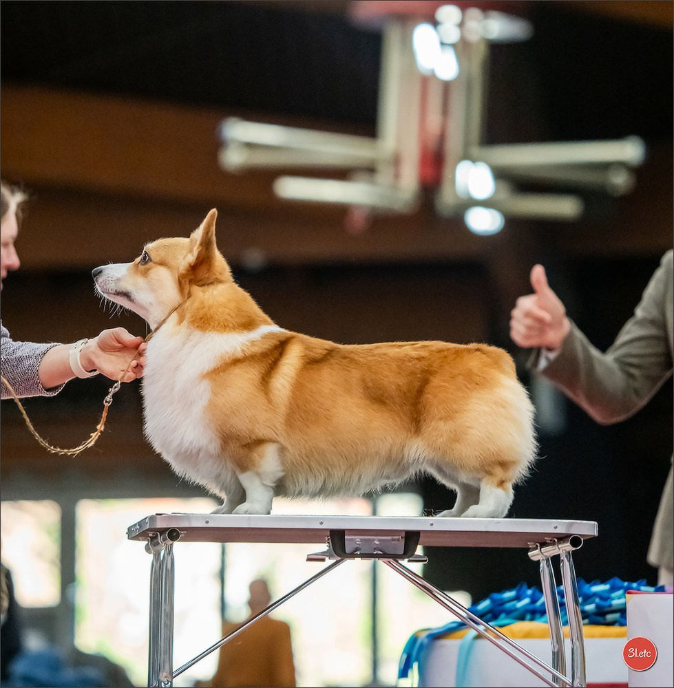 🇫🇷Exposition Canine Internationale de Perpignan. Photographe à Strasbourg | Portraits, Studio, Enfants, Événements