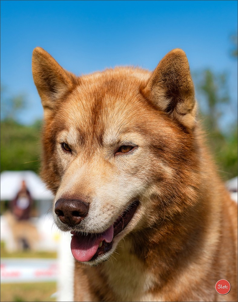 Expo canine 🇫🇷 Valence 03-04/05/2025. Photographe à Strasbourg | Portraits, Studio, Enfants, Événements