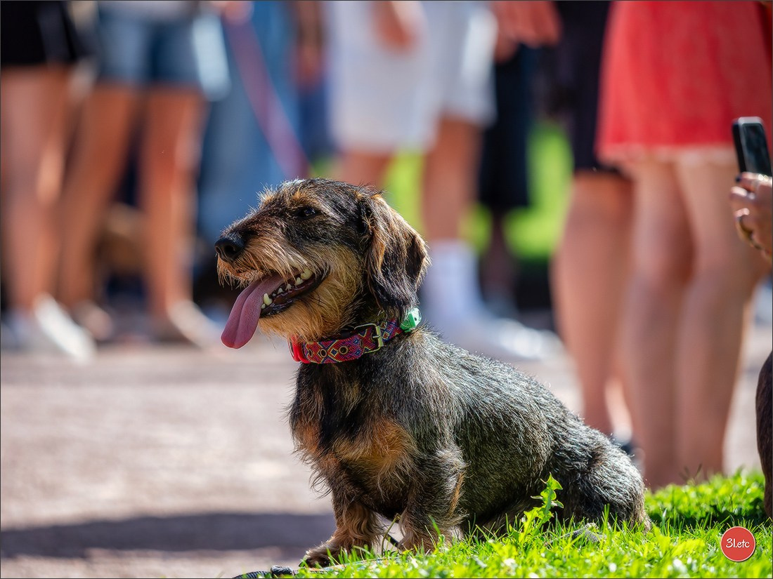 Teckels Parade Strasbourgeoise  Vous pouvez voir le galerie de photos. Photographe à Strasbourg | Portraits, Studio, Enfants, Événements