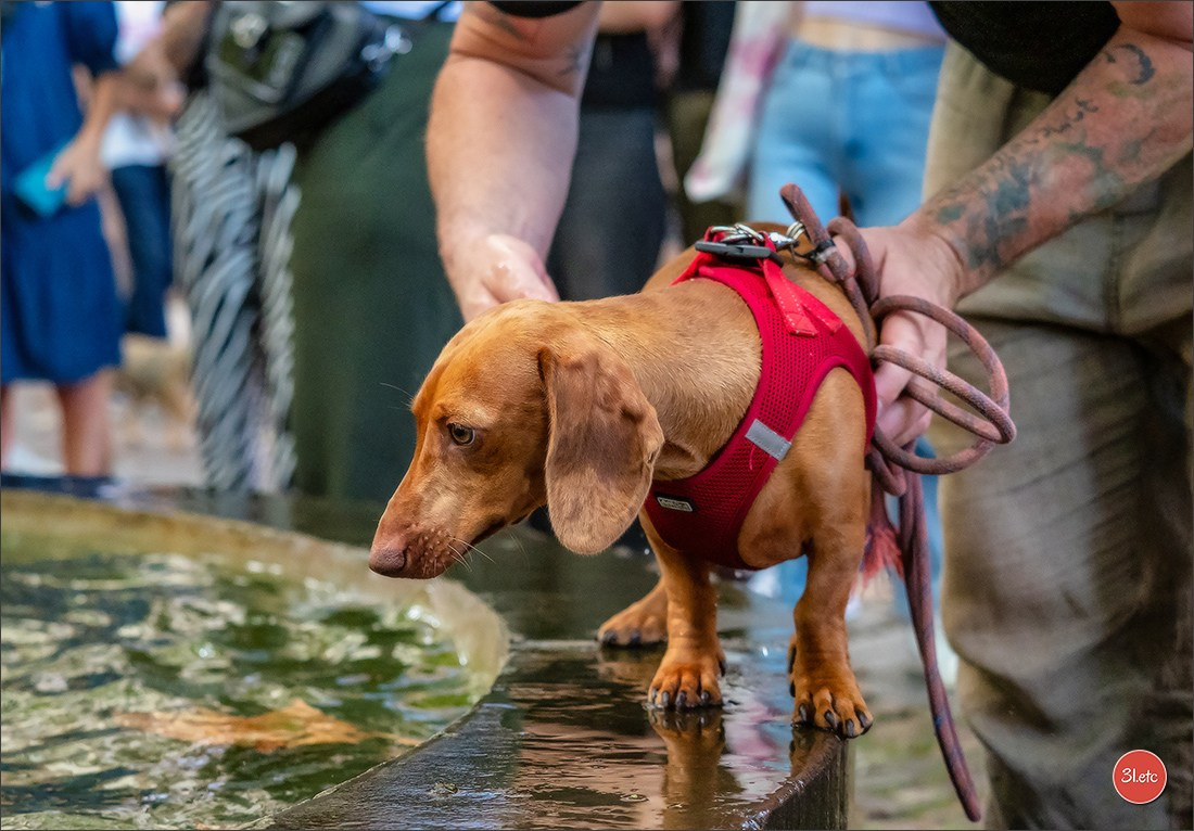 Teckels Parade Strasbourgeoise  Vous pouvez voir le galerie de photos. Photographe à Strasbourg | Portraits, Studio, Enfants, Événements